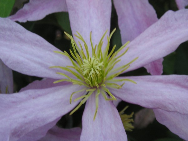 flora402.jpg