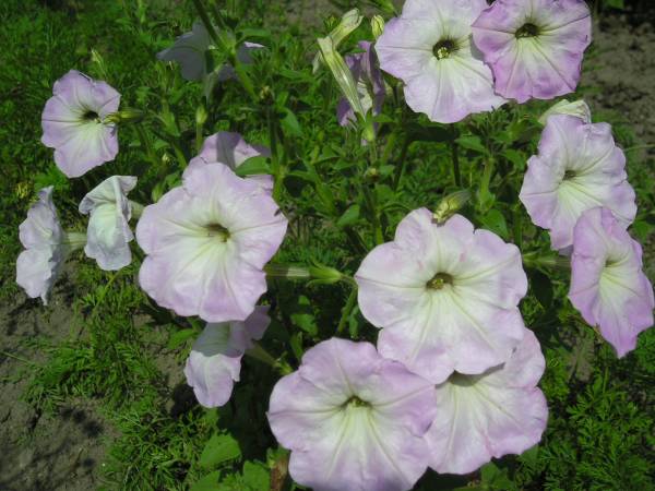 flora41.jpg