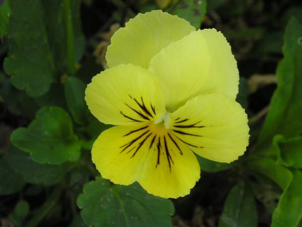 flora42.jpg