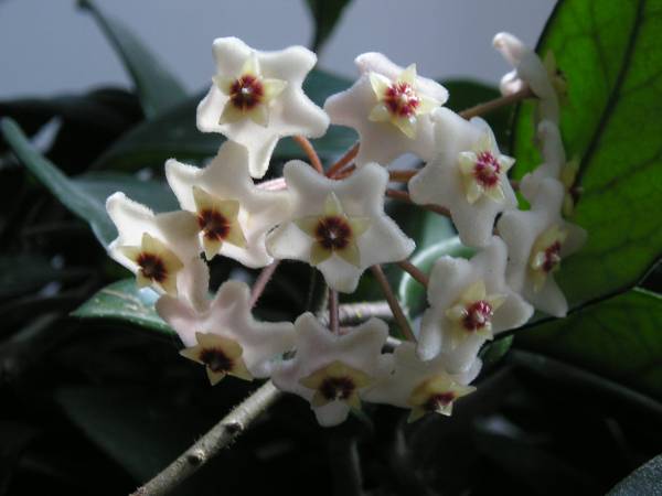 flora43.jpg