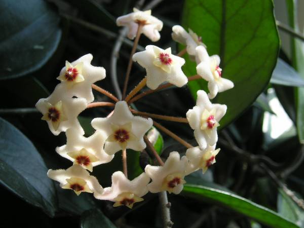 flora44.jpg