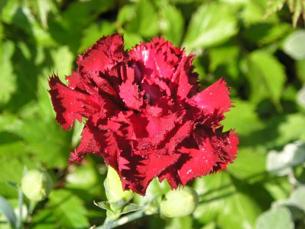flora45.jpg