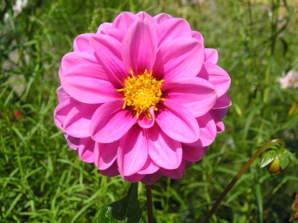 flora47.jpg