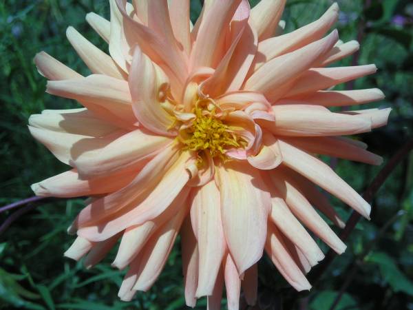 flora48.jpg