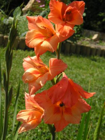 flora49.jpg
