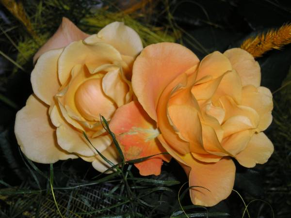 flora50.jpg