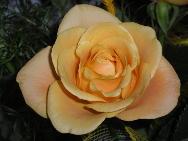 flora51.jpg