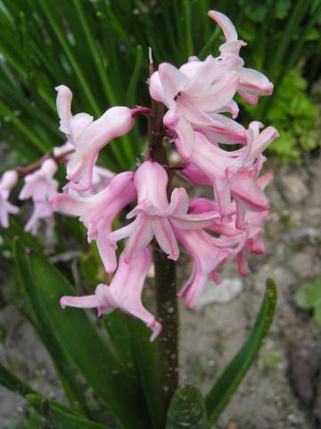 flora53.jpg
