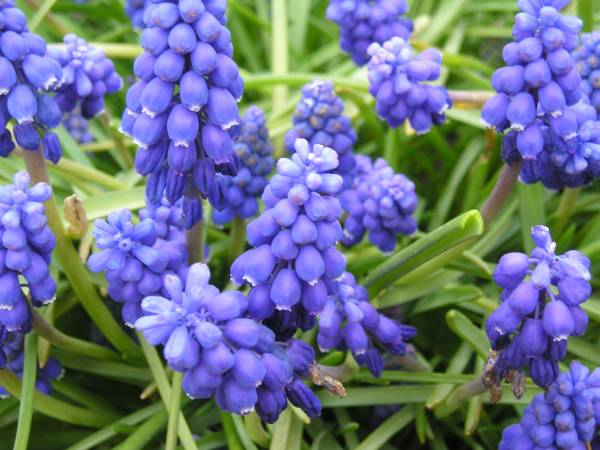 flora55.jpg