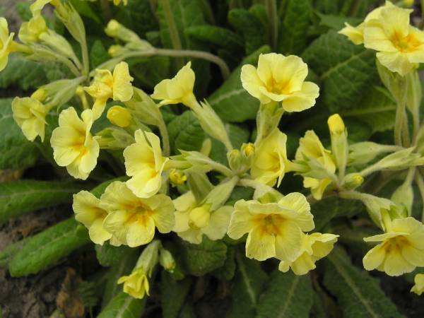 flora56.jpg