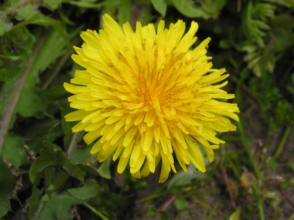 flora57.jpg