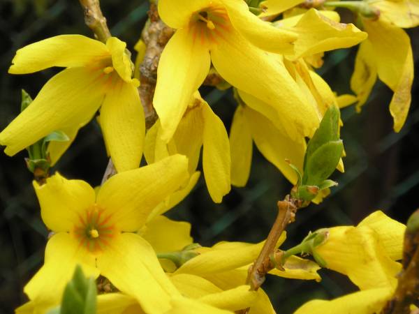flora58.jpg