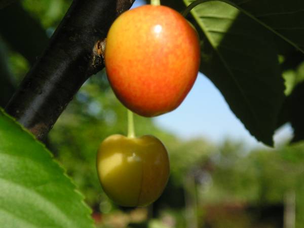 flora6.jpg