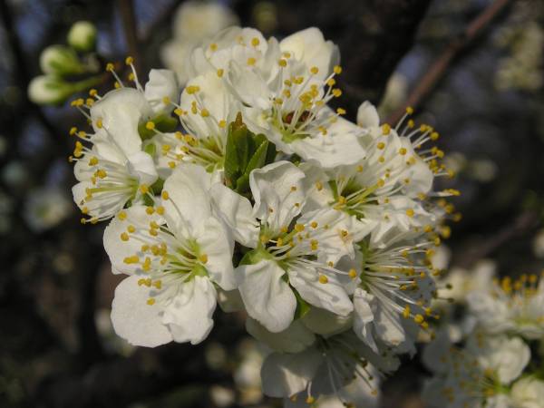 flora60.jpg