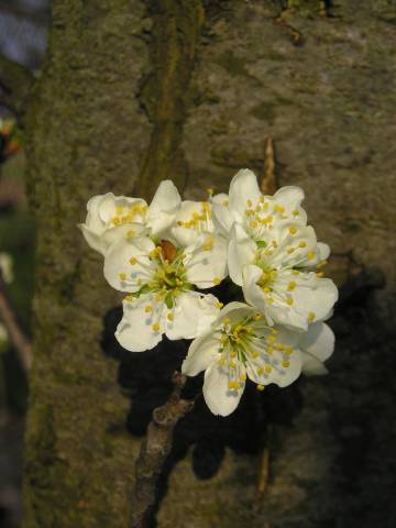 flora61.jpg