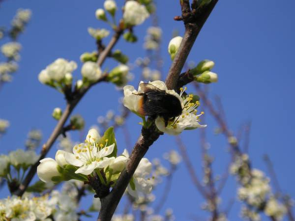 flora63.jpg