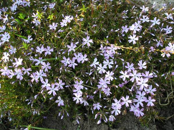 flora65.jpg