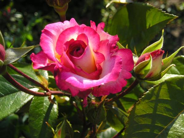flora7.jpg