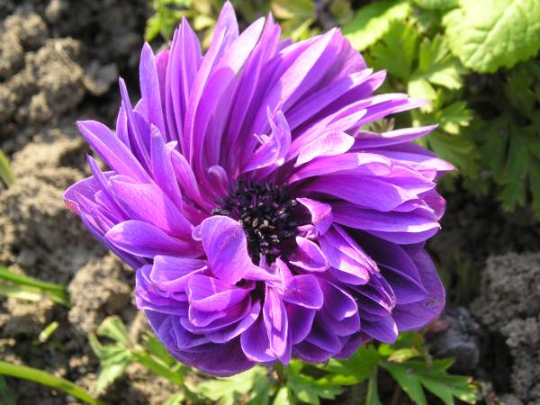 flora70.jpg