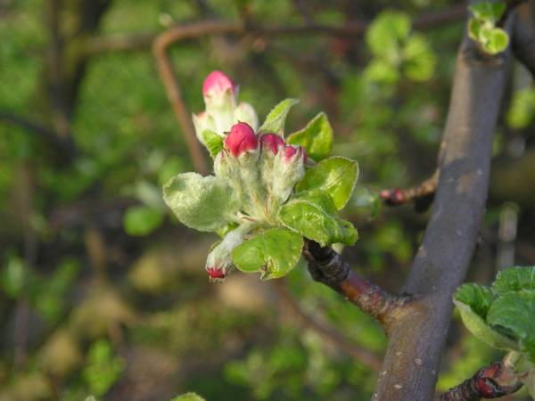 flora71.jpg