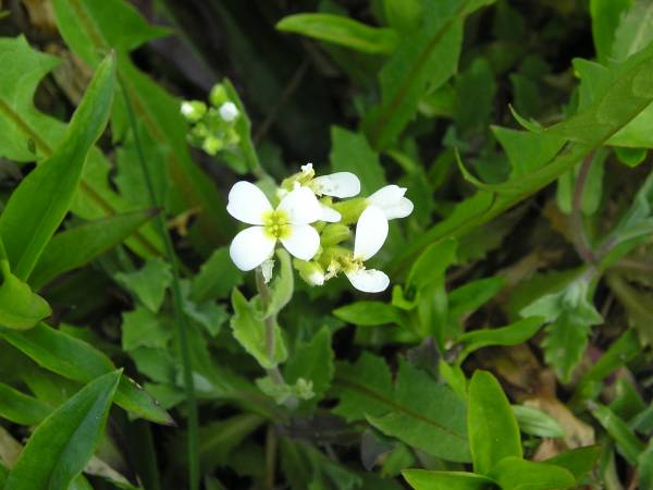 flora72.jpg