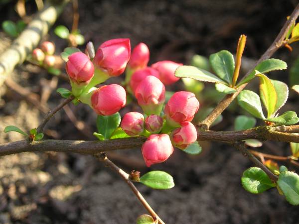 flora73.jpg