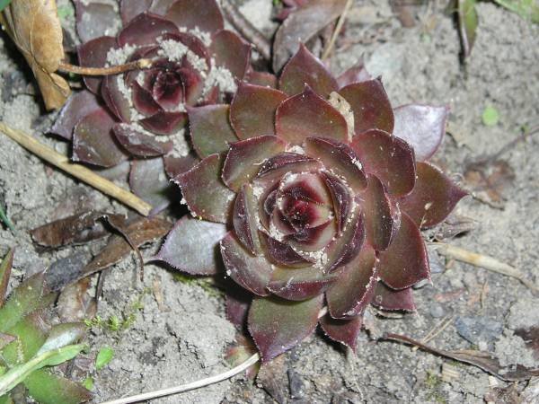 flora74.jpg
