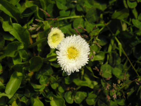 flora75.jpg