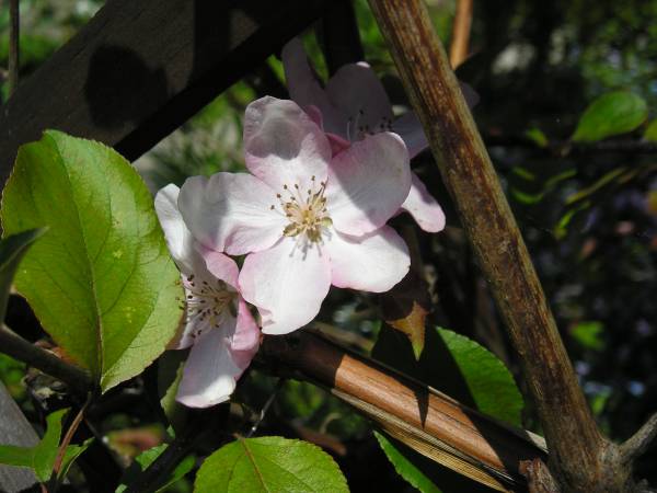 flora78.jpg