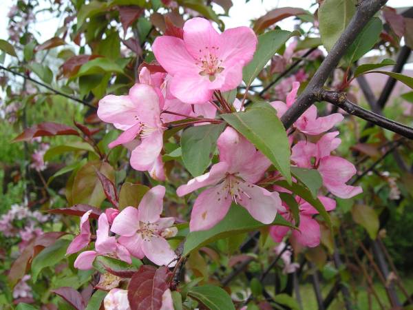 flora79.jpg