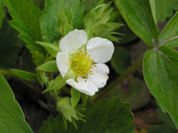 flora80.jpg