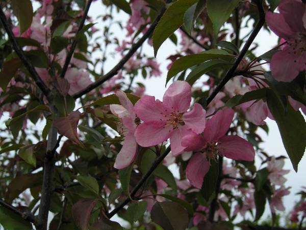 flora81.jpg