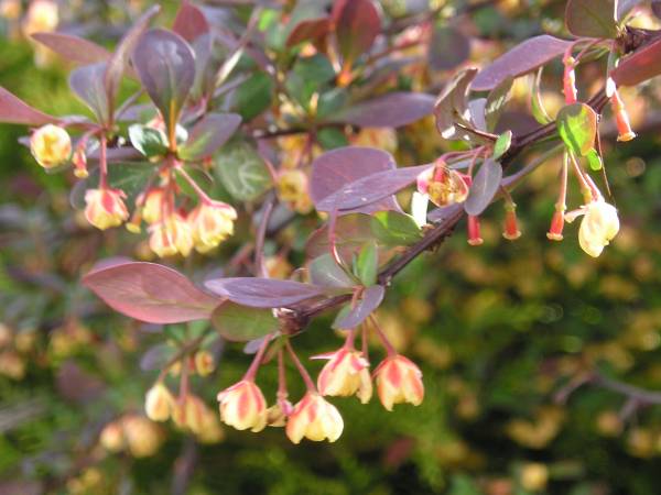 flora82.jpg