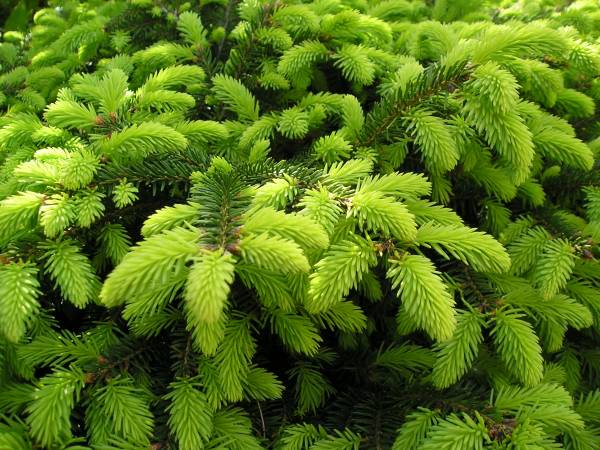 flora83.jpg