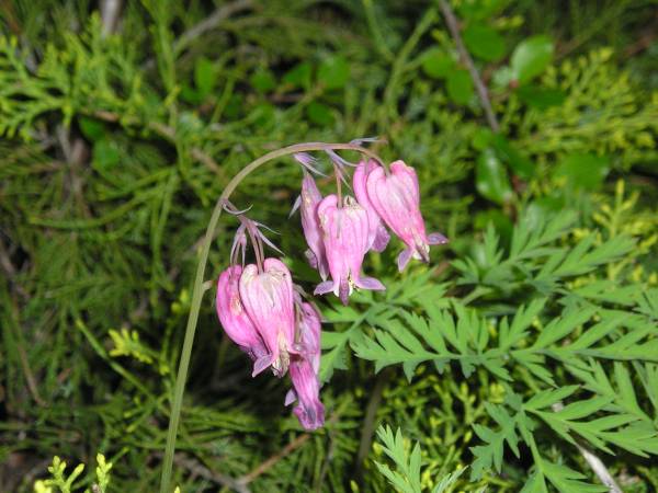 flora84.jpg