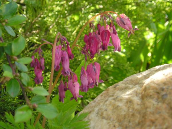 flora85.jpg