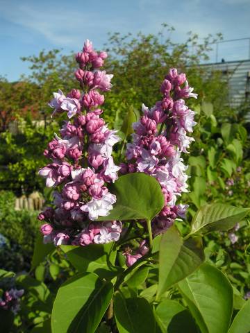 flora86.jpg