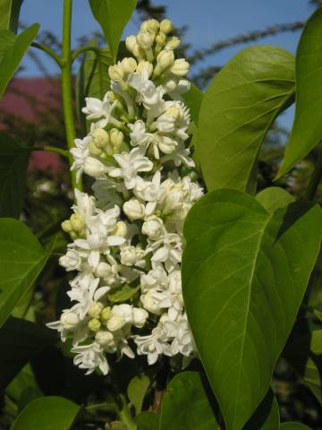 flora87.jpg
