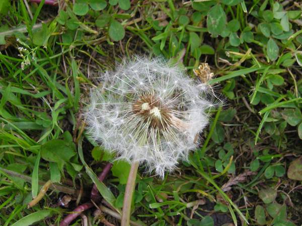 flora88.jpg