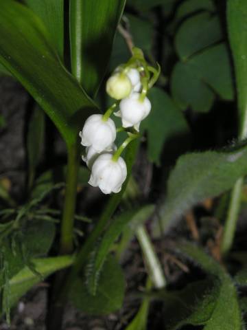 flora89.jpg