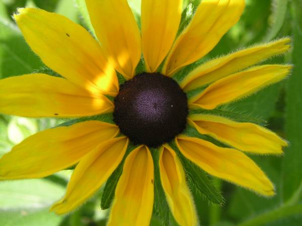 flora9.jpg