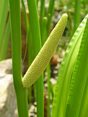 flora90.jpg