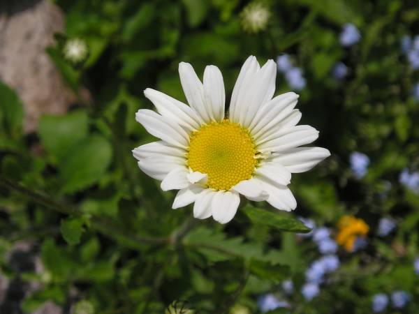 flora91.jpg