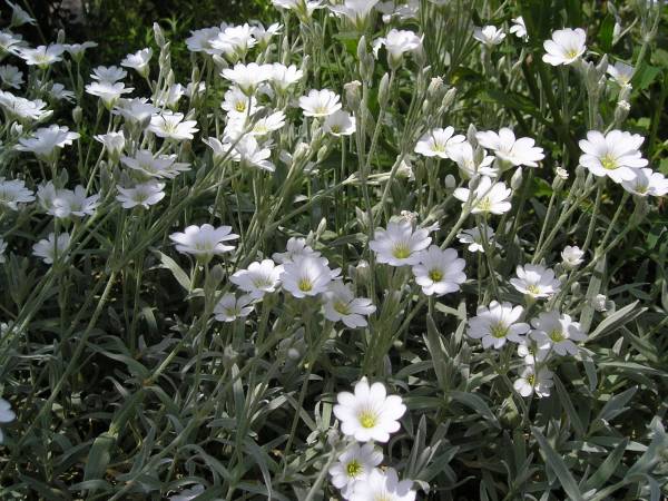 flora92.jpg