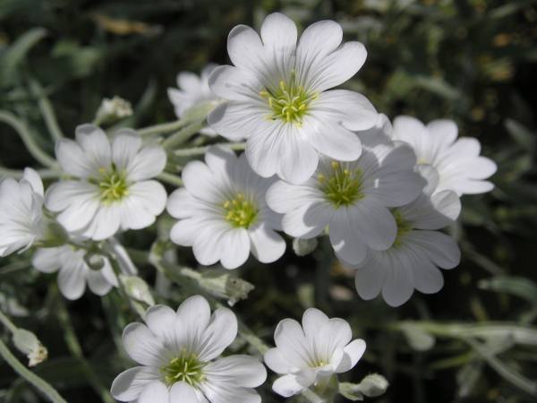 flora93.jpg