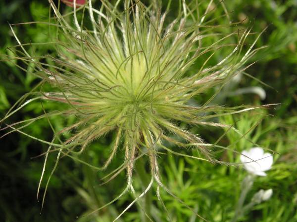 flora94.jpg