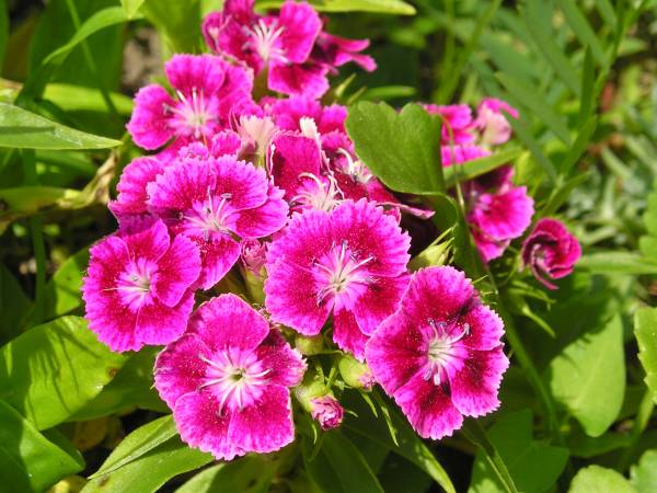 flora95.jpg