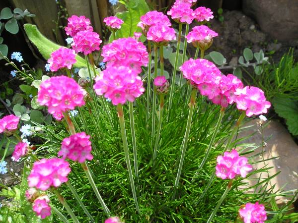 flora96.jpg