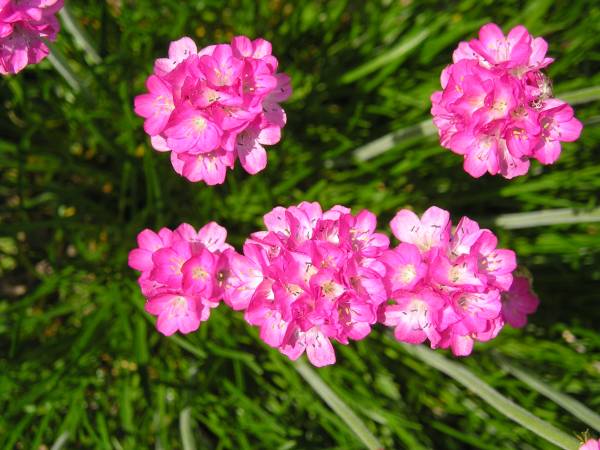 flora97.jpg