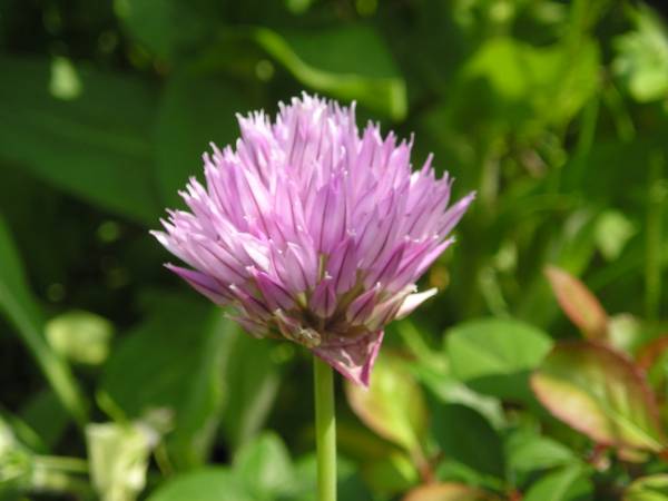 flora98.jpg